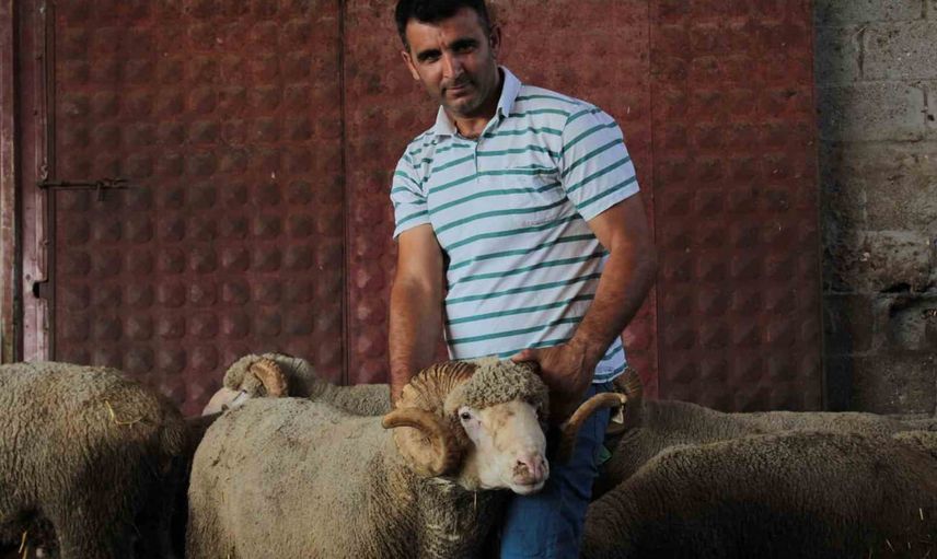 Rekortmen 'Şampiyon'un ilk kuzu serüveni: üçüz erkek doğumu sürüye değer kattı