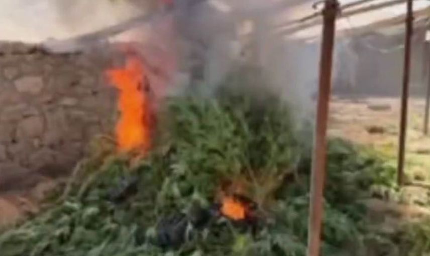 Mini serada skunk üretimi ortaya çıktı: Ergani'de 5 bin 400 kök kenevir ele geçirildi