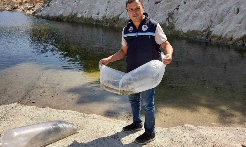 Soma'da su ekosistemine 250 bin yavru sazan takviyesi