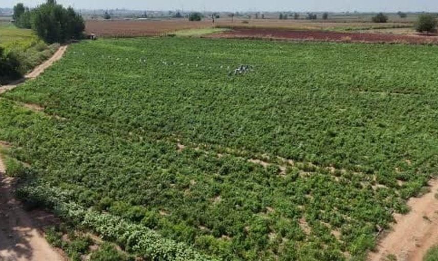 Gece hasadı hırsızlara kaldı: Adana'da yaklaşık 1 ton salçalık biber çalındı