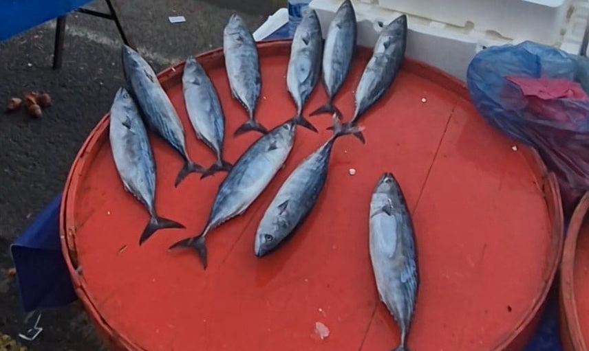 Perşembe pazarının akşamı palamutla doldu: tanesi 75 liraya indi