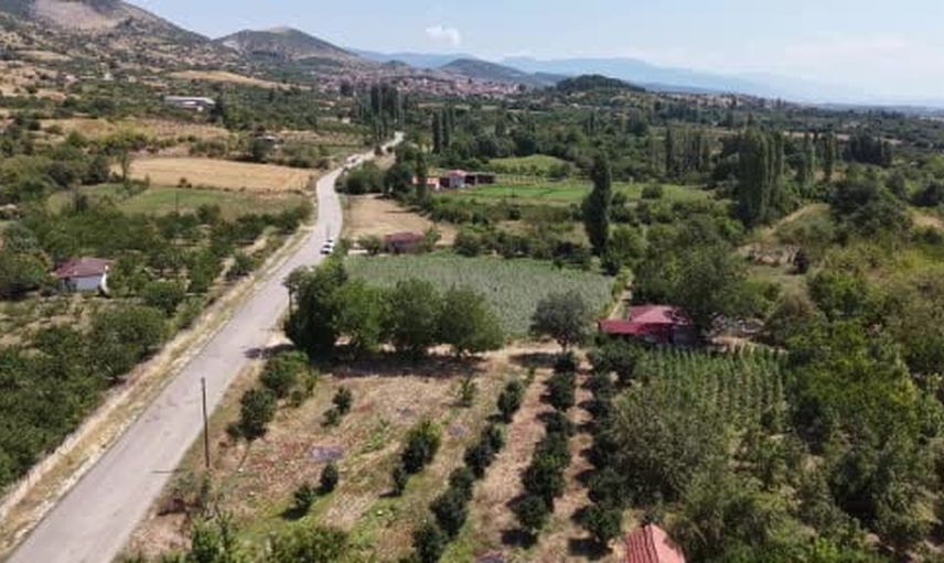 Taşova'nın sarı altını çiçek bamya halkın başlıca geçim kaynağı