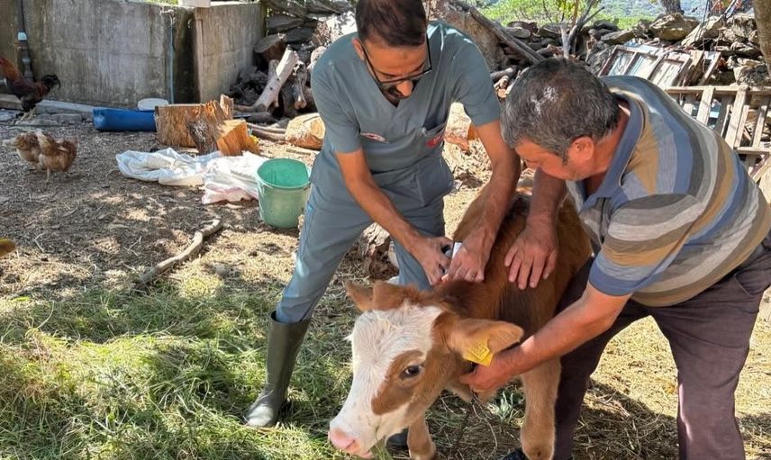 Söke’de çiftçilere yönelik sonbahar şap aşı kampanyası sürüyor