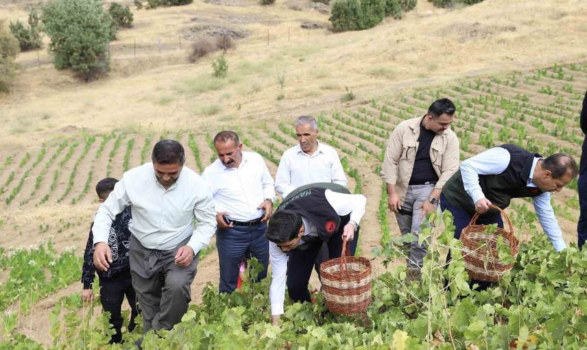 Şemdinli'de bağlarda sezonun ilk üzüm hasadı bereketi başladı