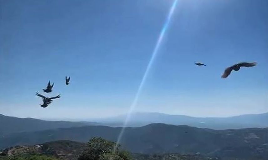 Aydın'ın yaban hayatına takviye: kınalı keklikler doğal alanlara bırakıldı