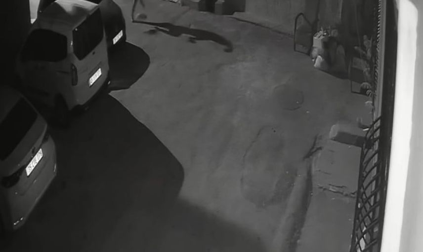 Konak'ta güvenlik kamerasına yansıyan köpeğe şiddet anı