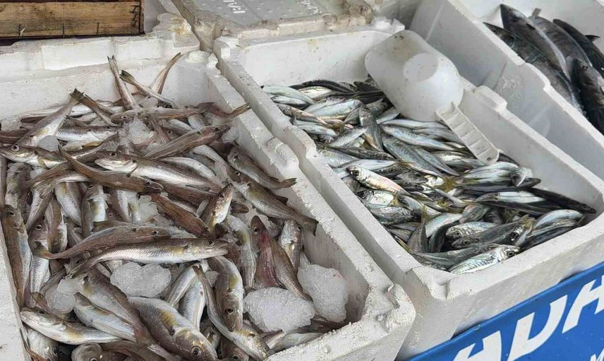 Fırtınanın ardından Karaburun'da palamut tezgahları canlandı