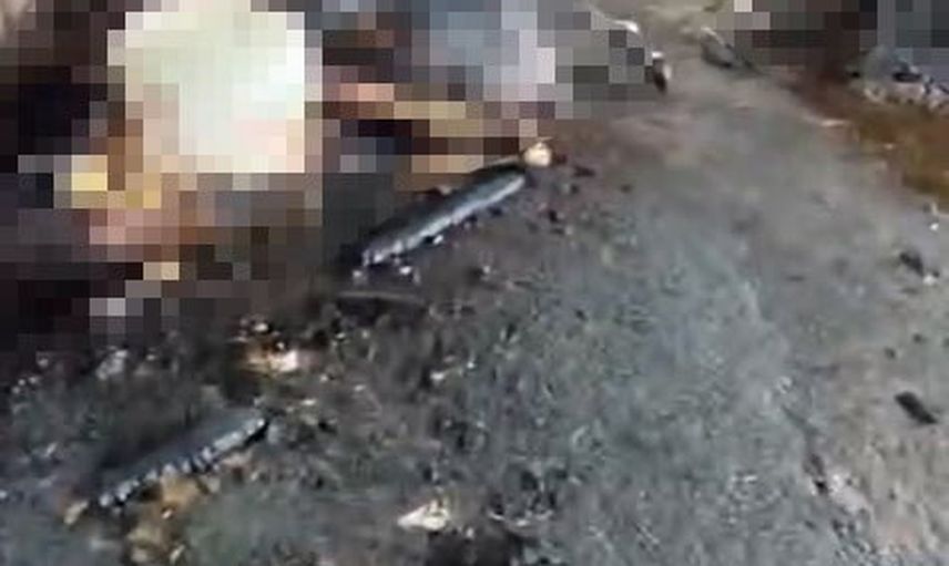 Silivri'de ahır yangını çiftlikte ağır hayvan kaybına yol açtı