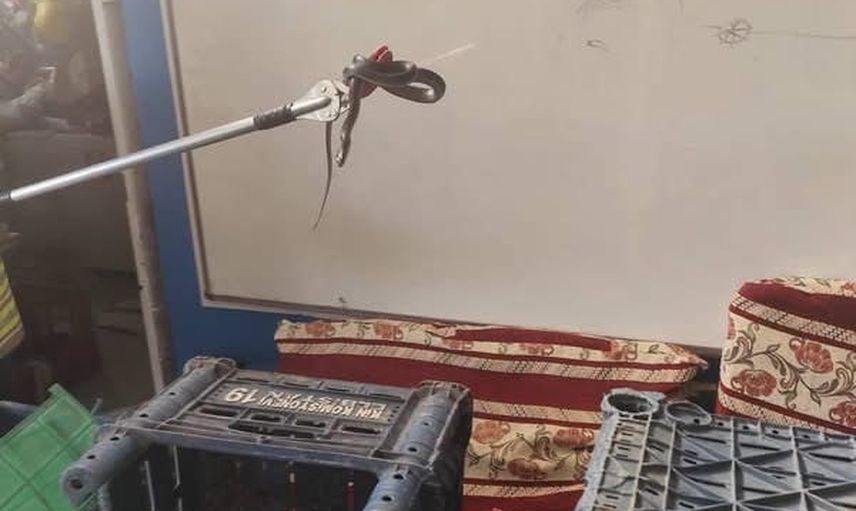 Hatay'da yerleşimlere giren yılanlar itfaiye ekipleri tarafından yakalanıp doğaya bırakıldı