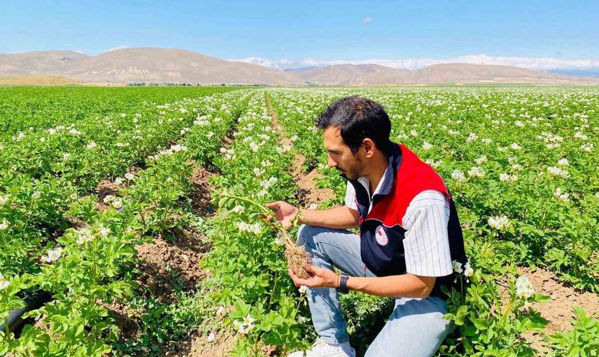 Bayburt'ta patates tarlalarında kapsamlı sağlık denetimi: siğil etmeni tespit edilmedi