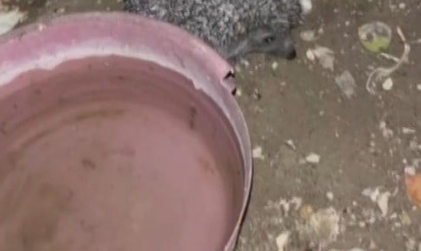 Gece yarısı su kabında misafirler: kirpi ve tilki Tuzcuzade’de görüldü