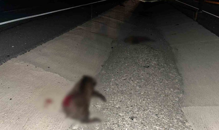 Kastamonu'da domuz sürüsüne çarpan araçta 2 kişi yaralandı