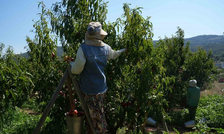 Üreticinin umudu tükeniyor: şeftali ve nektarinde fiyat çöküşü
