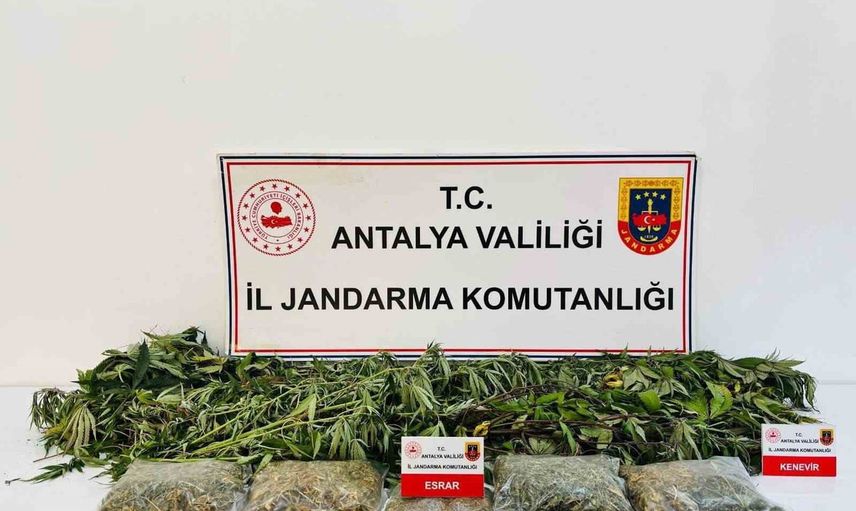 Alanya'da jandarma operasyonunda 24 kök kenevir ve 2 kilo 642 gram esrar ele geçirildi