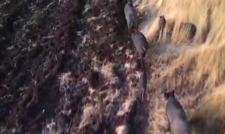Tunceli'de Bağsuyu'nda dronla kaydedilen domuz sürüsü üreticilerin tedirginliğini artırdı