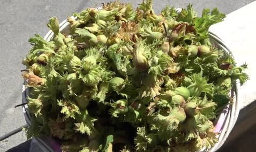 Samsun'da orta kesim fındık hasadı başladı, rekolte 115 bin ton bekleniyor