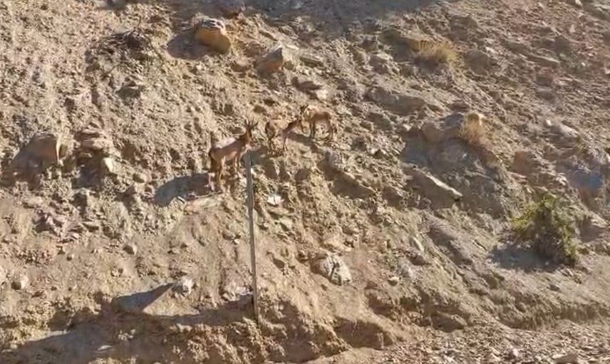 Yol kıyısında beliren dağ keçileri Tunceli-Ovacık'ta görüntülendi