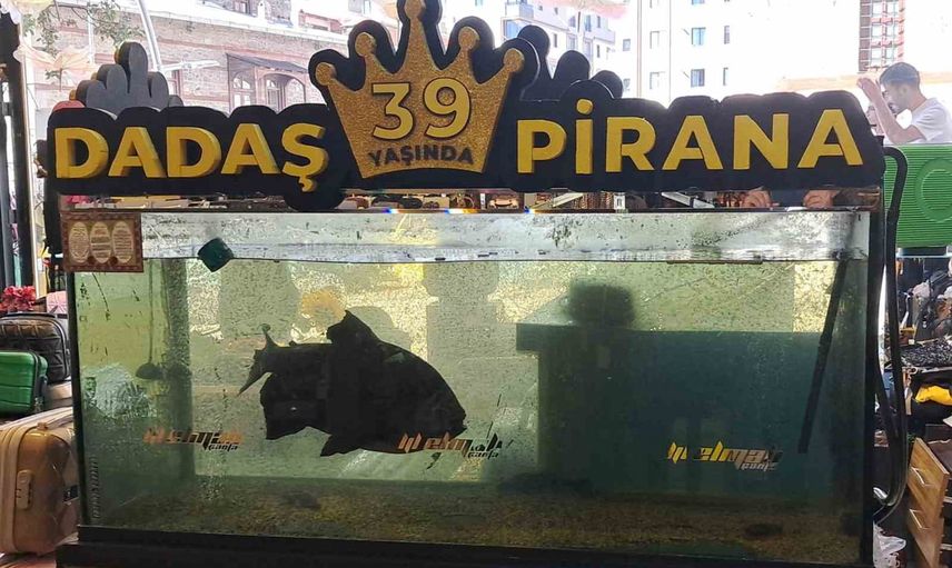 Erzurum'un simgesi Dadaş Pirana: 39 yıldır şehir hafızasında yaşayan dev balık
