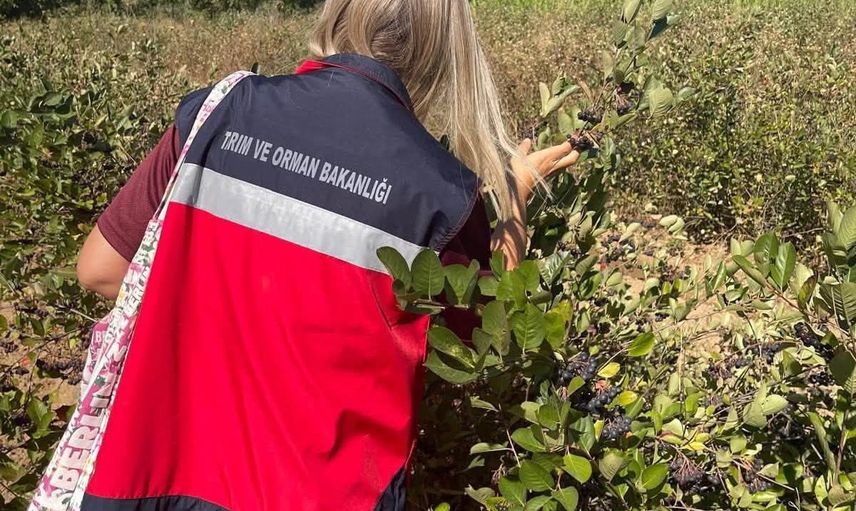 Simav'da aronya üretimi sahada değerlendirildi