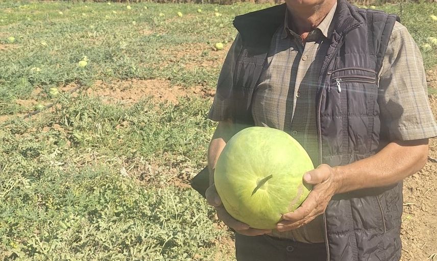 Sarıgöl'de ata tohumu karpuzunu yaşatan üreticinin miras çabası