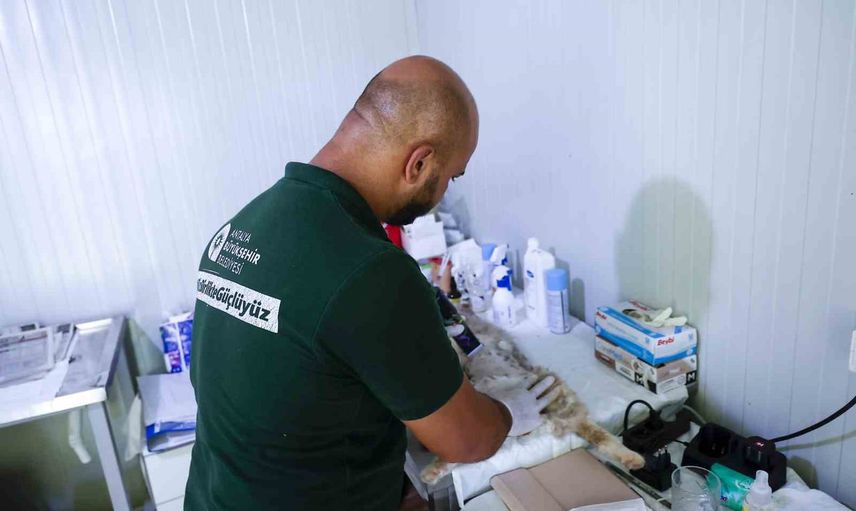 Sokak kedilerinin popülasyonuna mobil çözüm: yerinde kısırlaştırma uygulaması