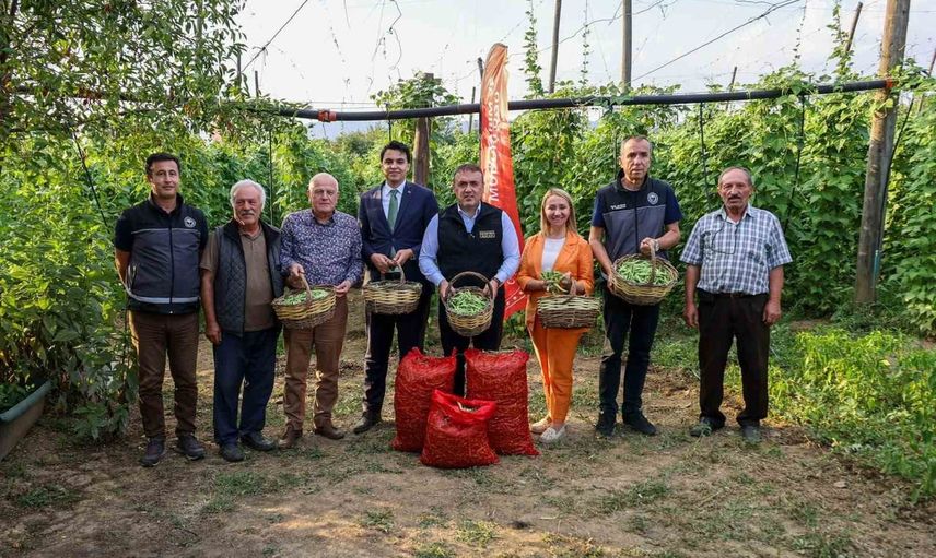 pazaryeri boncuk fasulyesinde hasat sezonu başladı