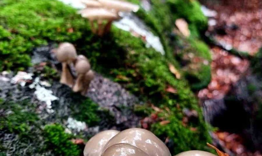 Kazdağları'nda sonbahar paleti: sarı ve yeşilin ince dengesi