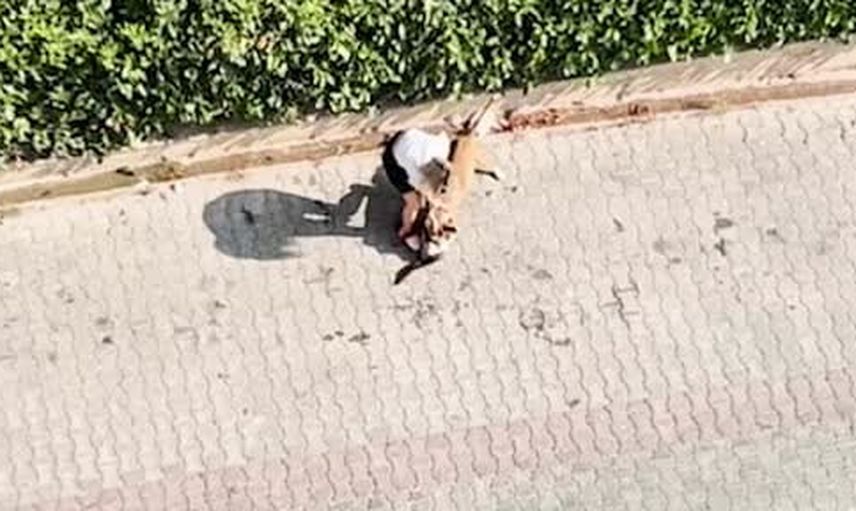 Güzelyalı'da pitbullun saldırısı tepki çekti; sahibine 95 bin lira ceza
