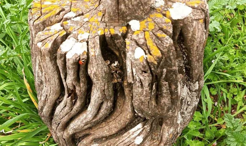 Ardıçten yontulan mezar başlıkları: Dodurga'da 150 yıllık ağaç geleneği