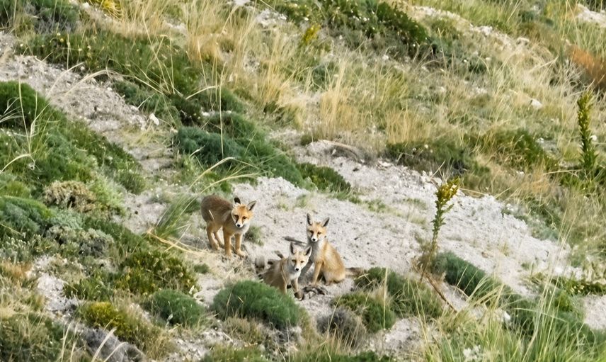 Dağ yamaçlarında oyun zamanı: Bayburt'ta tilki ailesinin drone görüntüleri