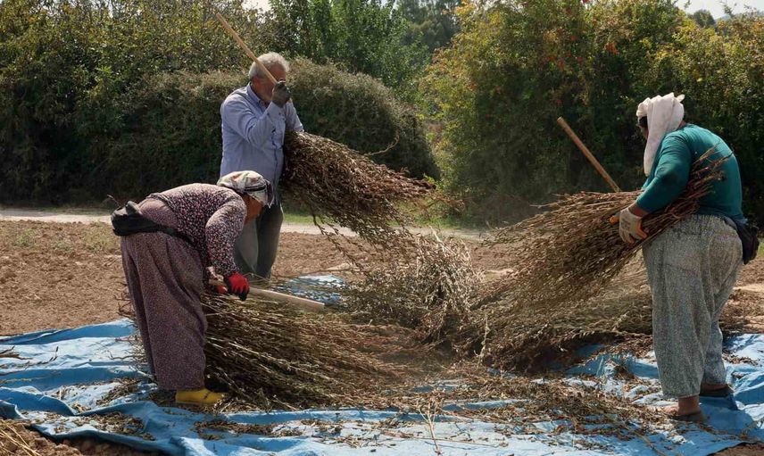 Gökova'nın altın susamı Japon suşisine yolculuk ediyor