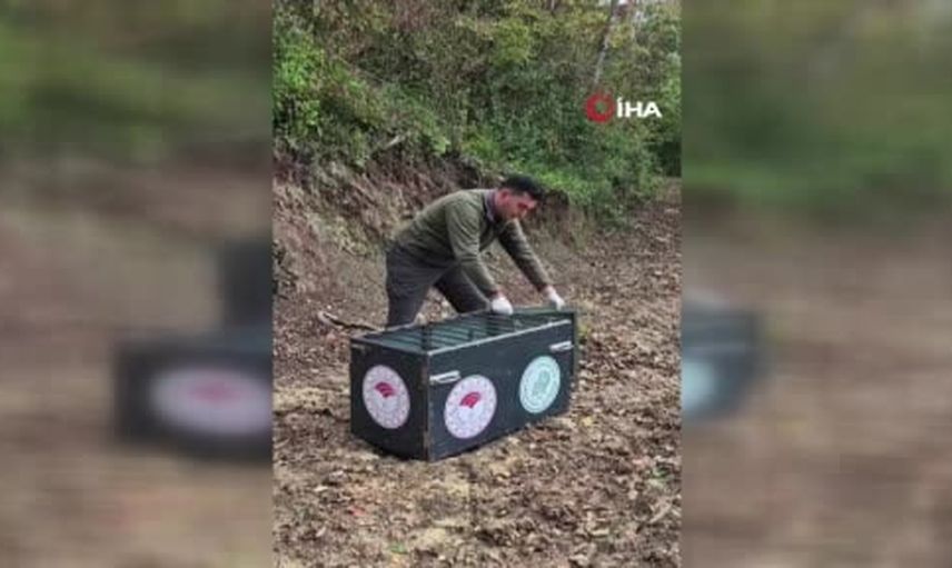 Yaralı karaca iyileşti, doğaya geri döndü
