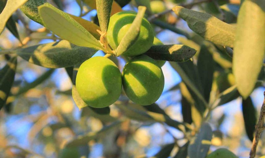 Zeytin maliyeti açıklandı: 1 kilogram yağlık zeytin 58,14 TL