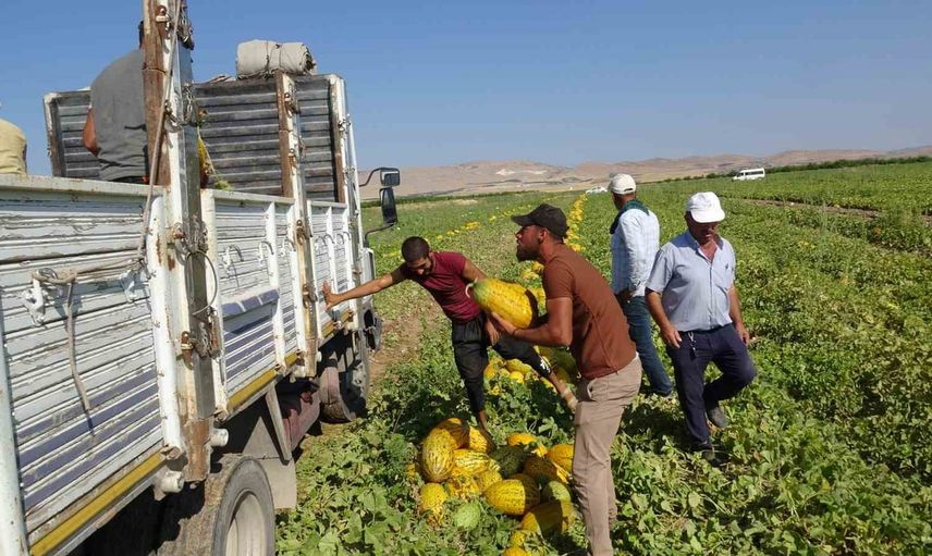 Doğu'nun Çukurovası Yazıhan'da kavun hasadı sürüyor