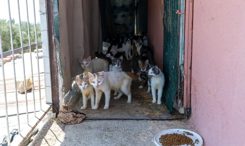 Mersin'de koku ihbarı çöp yerine yaklaşık 100 kedi ortaya çıkardı