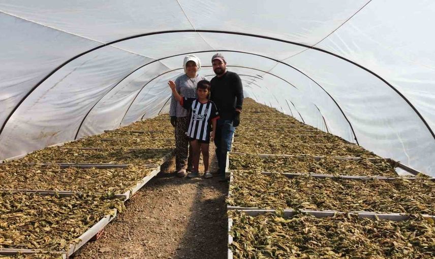 Tarlada başlayan aşk 34 dekarda sürüyor