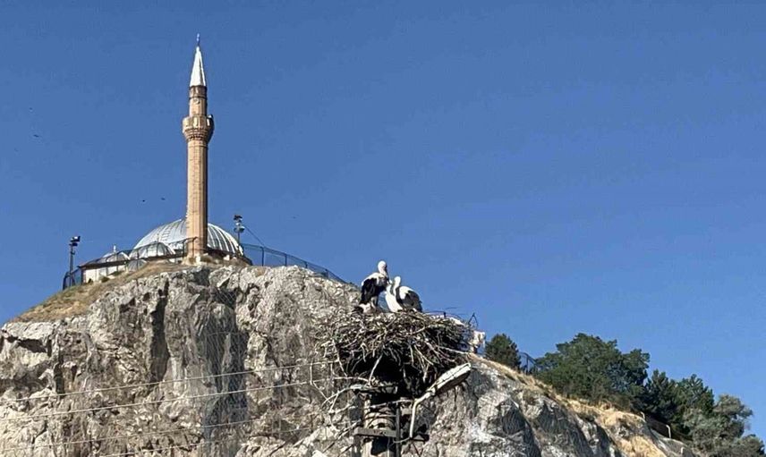Sivas'ta Abdulvahabi Gazi Mahallesi'nin yılların komşusu: leylekler aynı yuvaya dönüyor