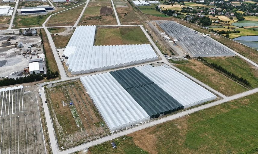 Bafra'da modern seralar hızla doluyor: kapasite yüzde 85'e ulaştı