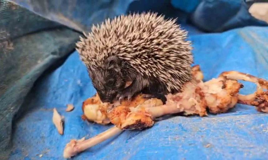 Mangal arasında güven bulan yavru kirpi elinden yemek yedi