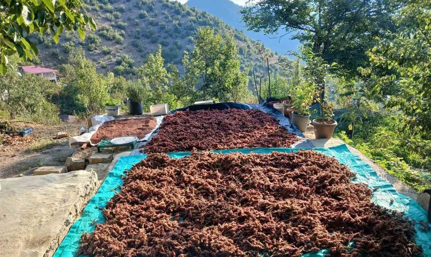 Sumak zamanı: Andırın'da aile bahçelerinden sofralara