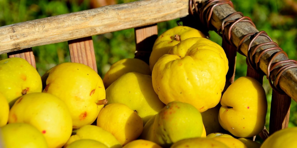 ayva kabuğu faydaları