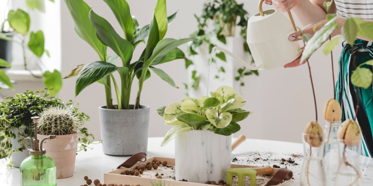 bitki canlandırma yöntemleri