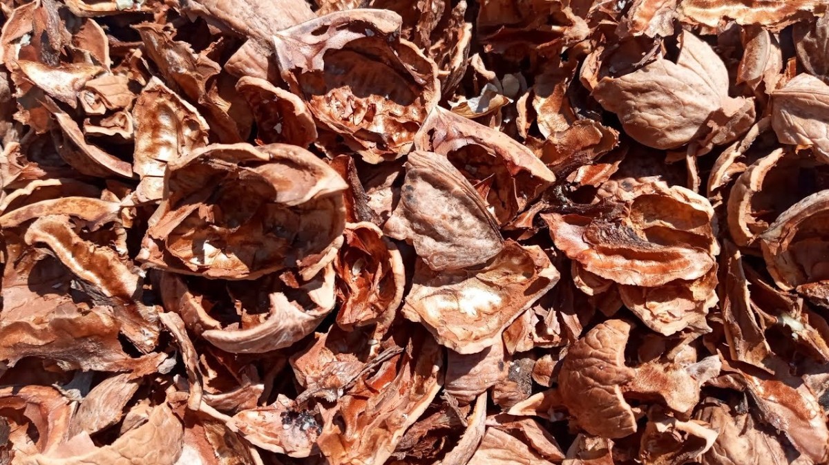 Ceviz kabuklarını sakın çöpe atmayın! Meğer vücutta mucizeler yaratıyormuş