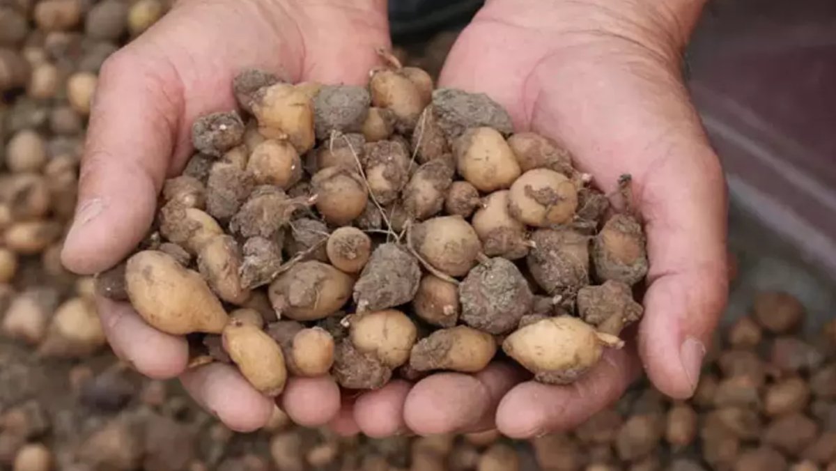 Samsun, Salep Üretiminde Türkiye’yi Lider Yapıyor