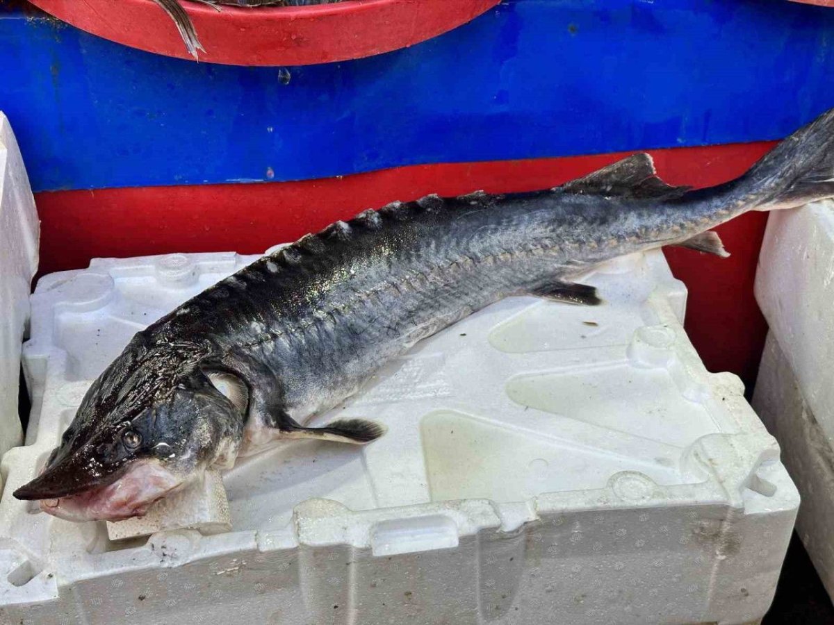 2 Milyon Liralık Havyar, Dinozorlarla Aynı Çağda Yaşamış Balıktan Çıktı