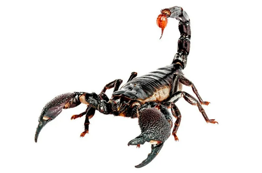 Susuzluğa En Çok Dayanabilen Hayvanlar Hangileri?