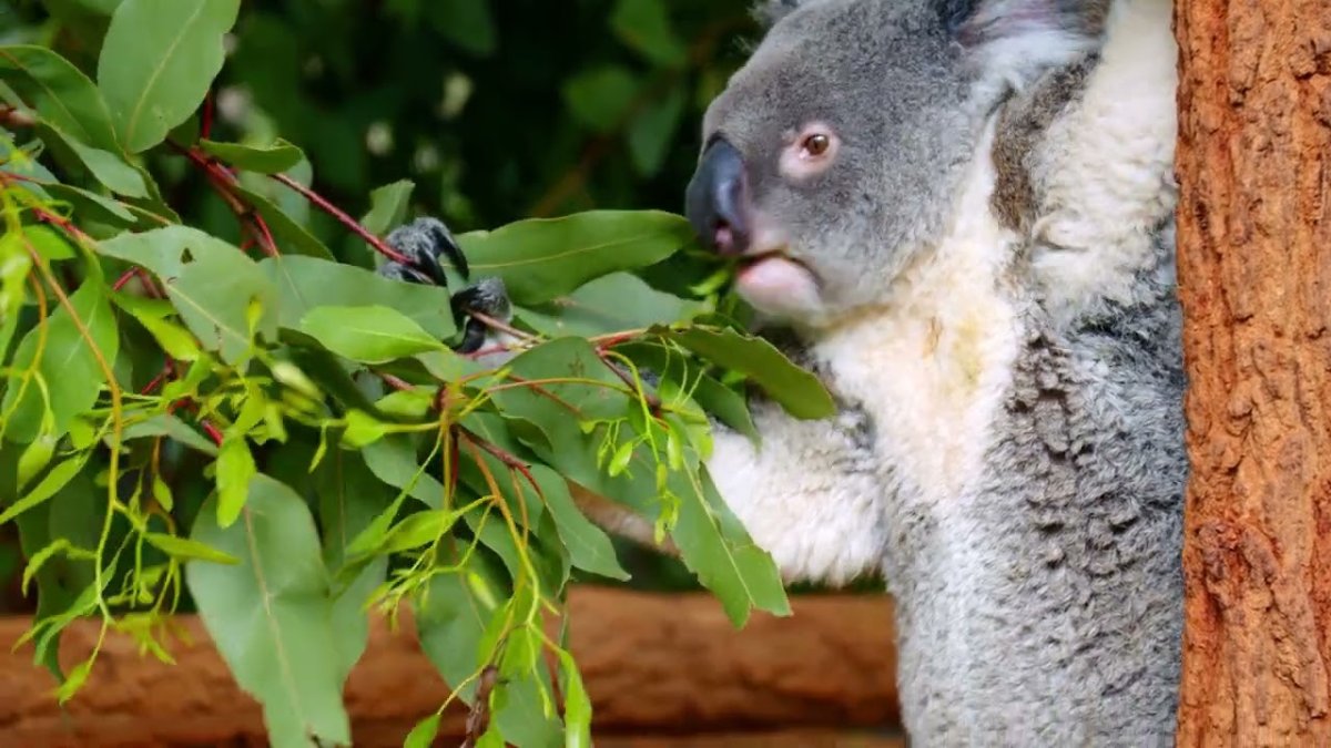 Susuzluğa En Çok Dayanabilen Hayvanlar Hangileri?