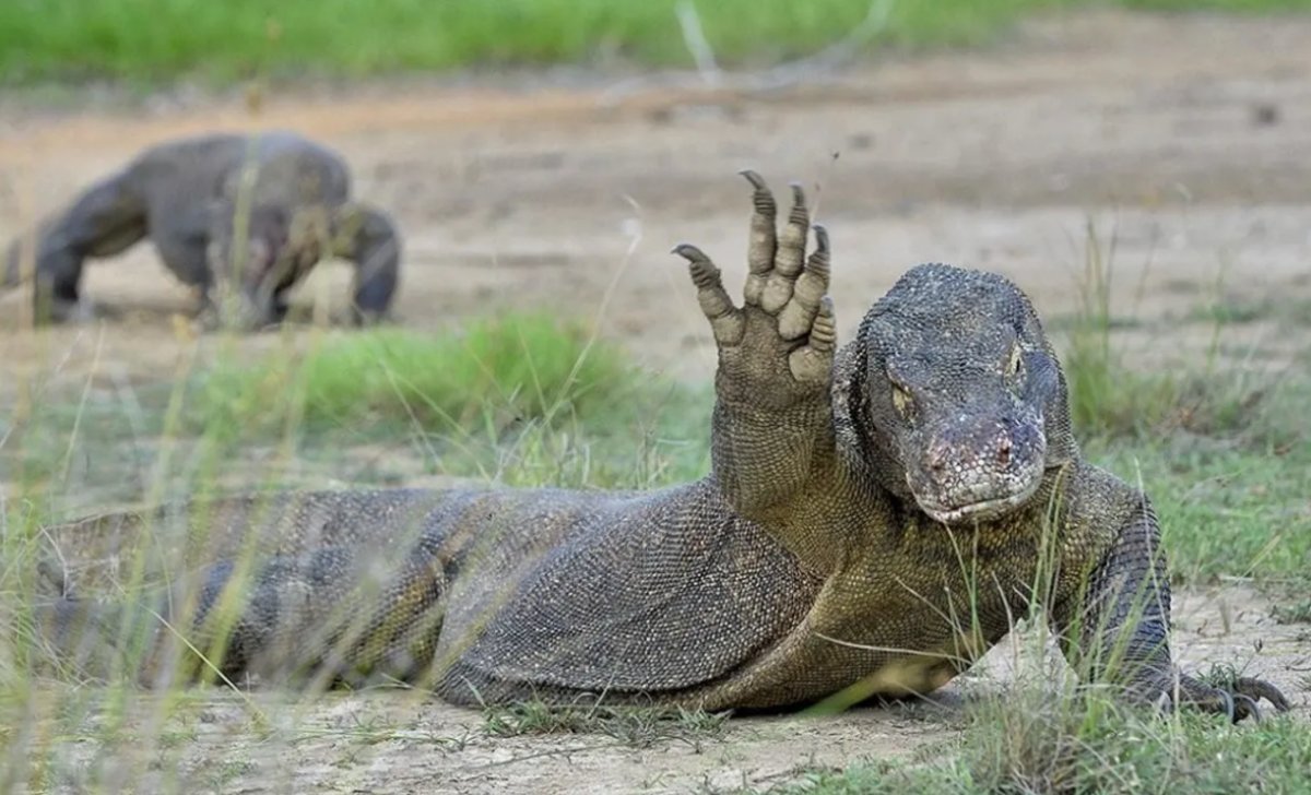 Susuzluğa En Çok Dayanabilen Hayvanlar Hangileri?