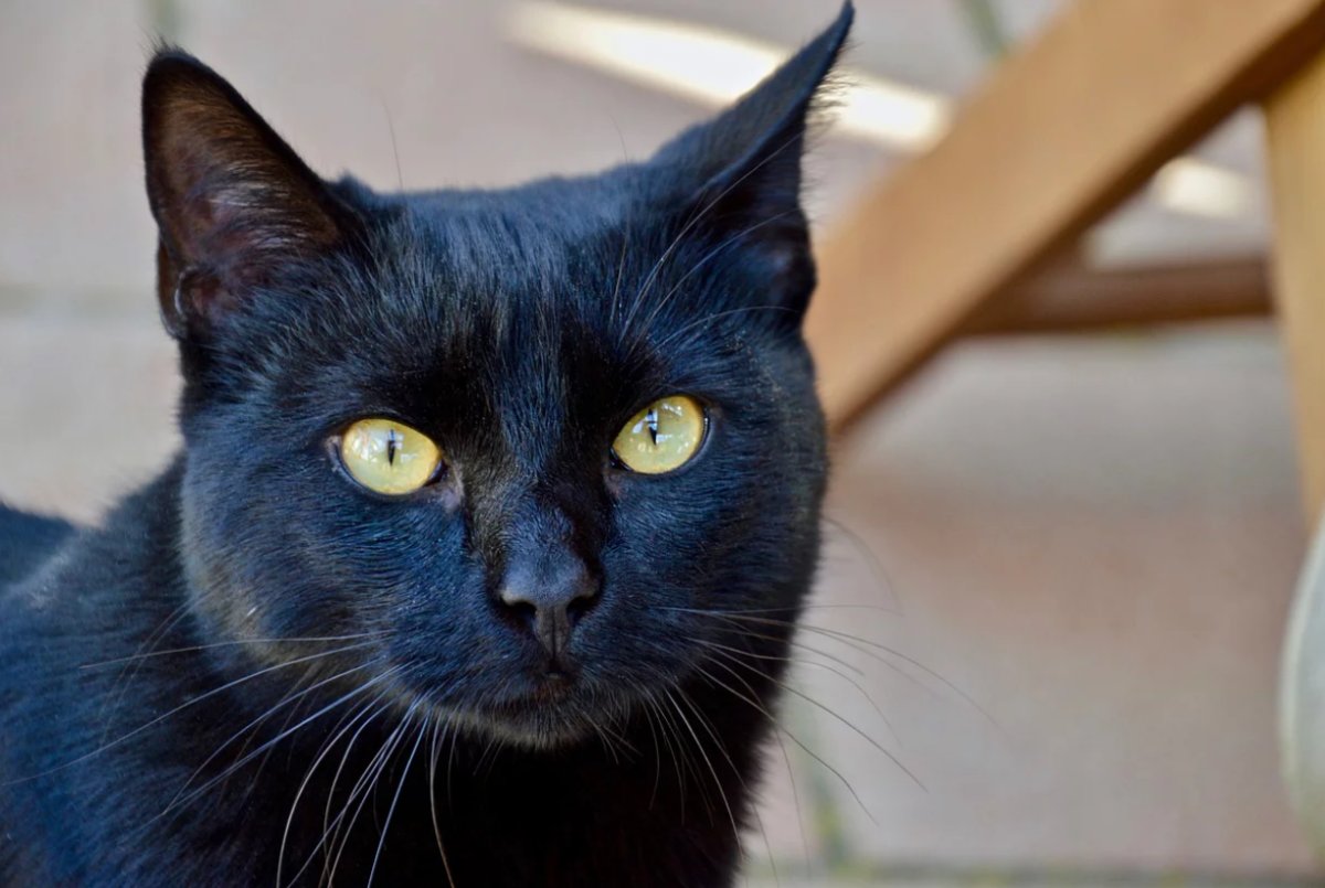 Kedi Uyuzu Nedir, Nasıl Anlaşılır ve Nasıl Korunulur?