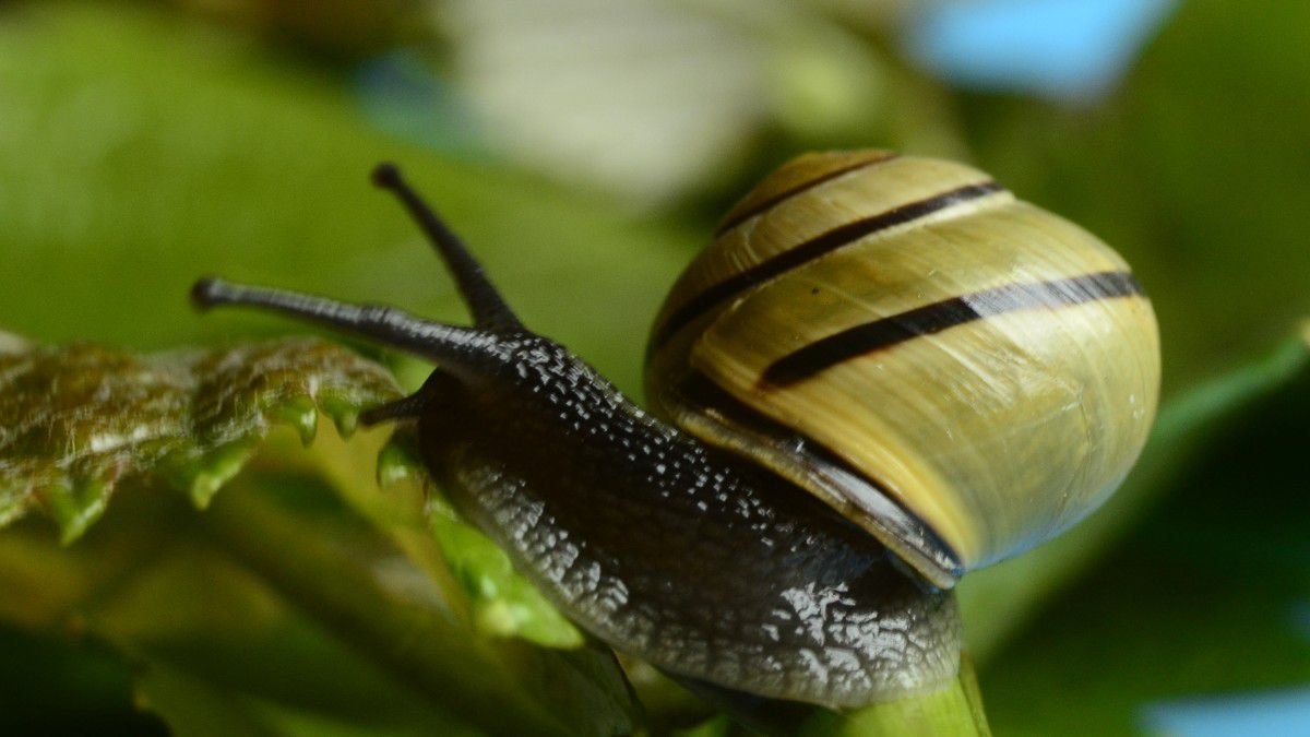 Dünya'nın En Ölümcül Hayvanı: Salyangozlar!